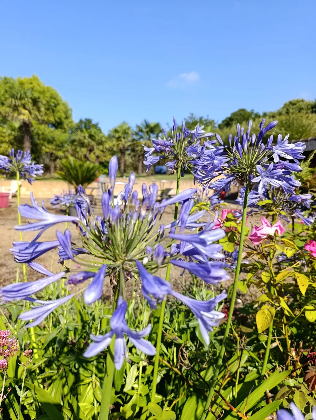 Chambre d'hôte La Palmeraie