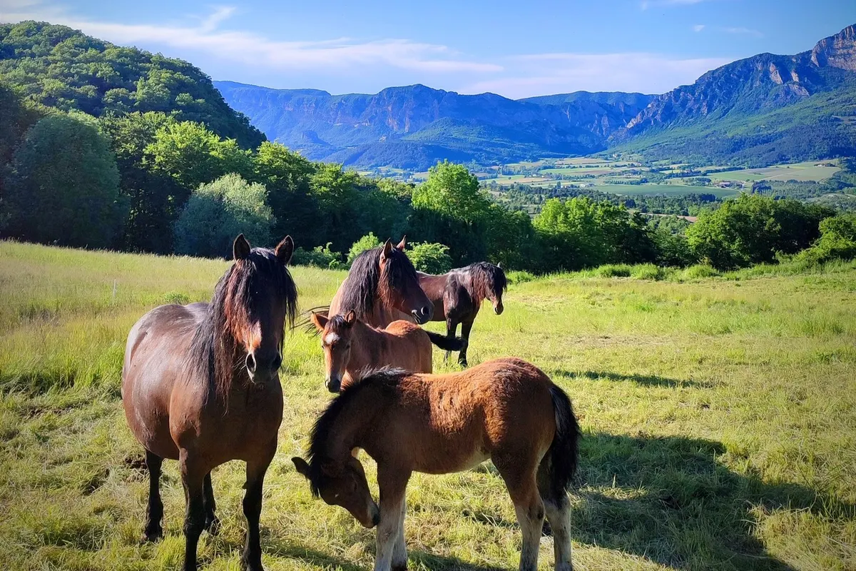 Ferme Bio Le Panicaut - Gîte Angèle