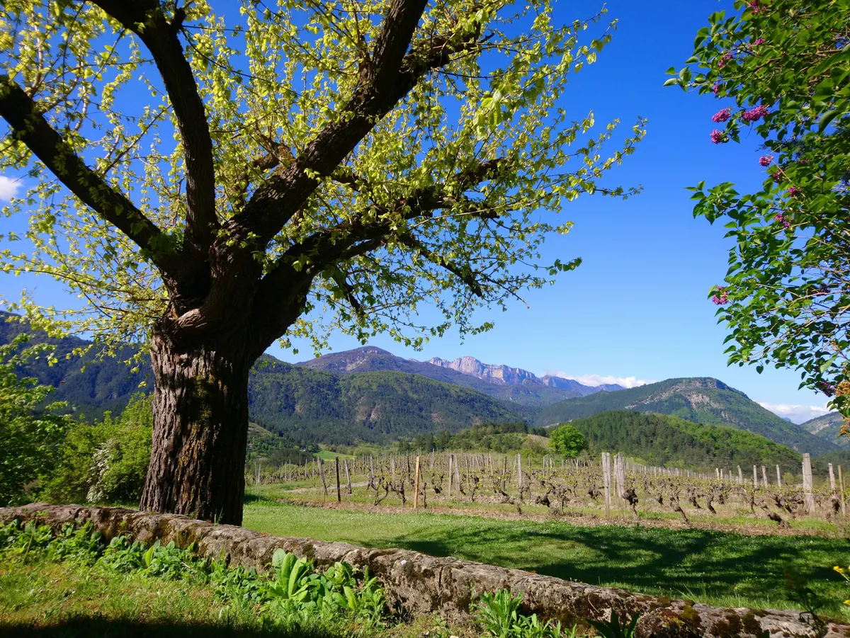 Mas Belle Cour - gîte Vignoble