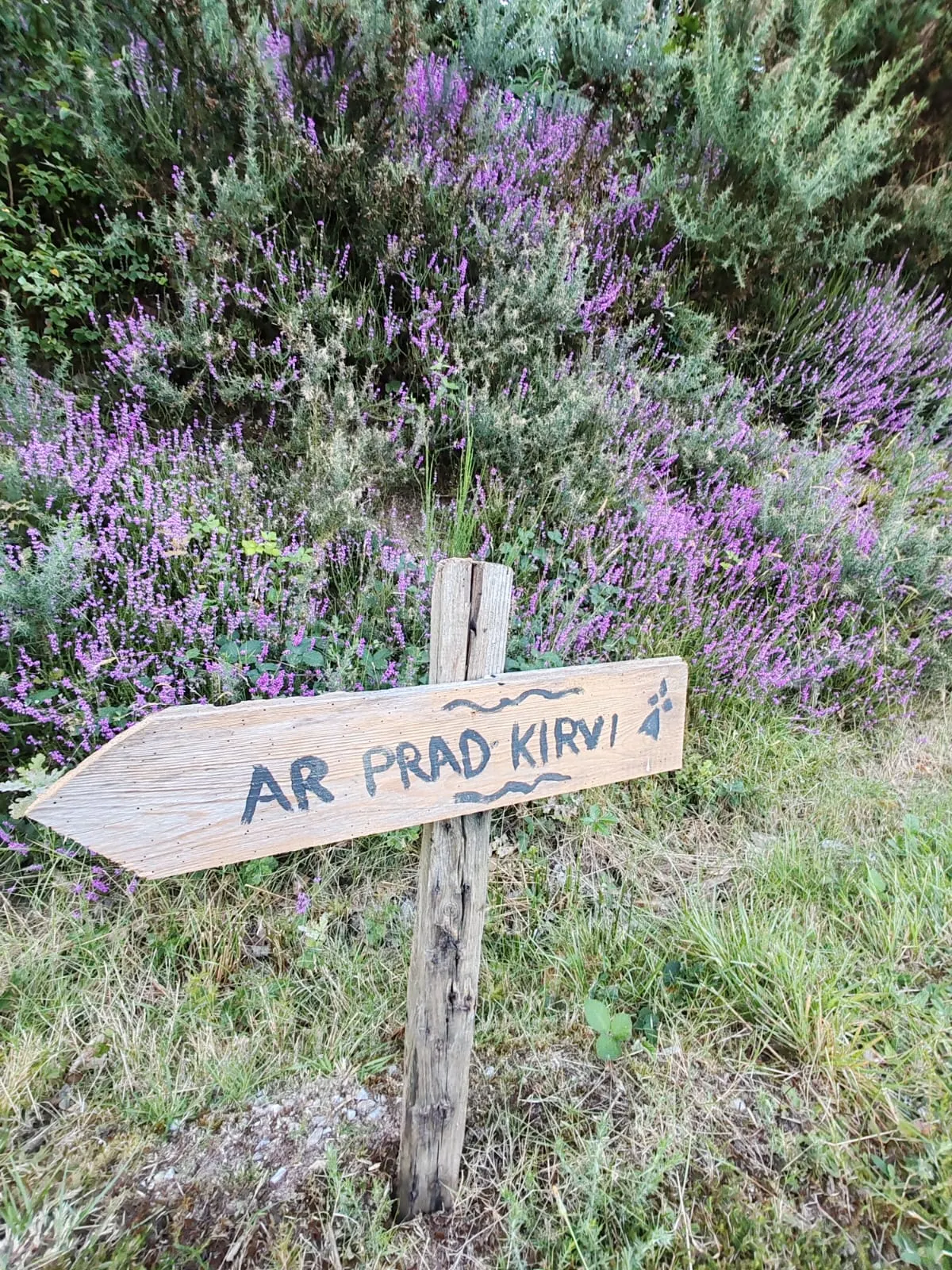 ar prad kirvi