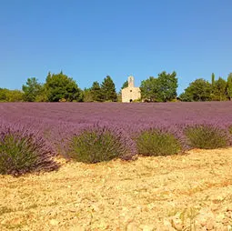 MAZET SAINTE-JALLE