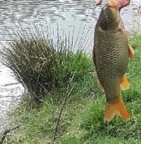 Gite avec pêche étang privé