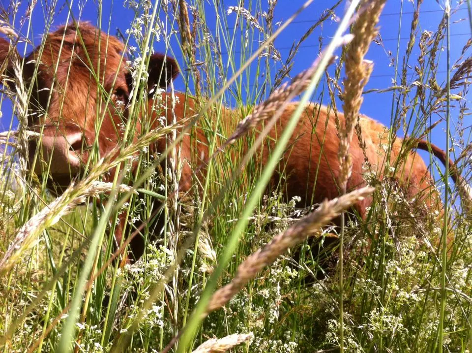 Gite à la ferme avec Jacuzzi extérieur et Pêche
