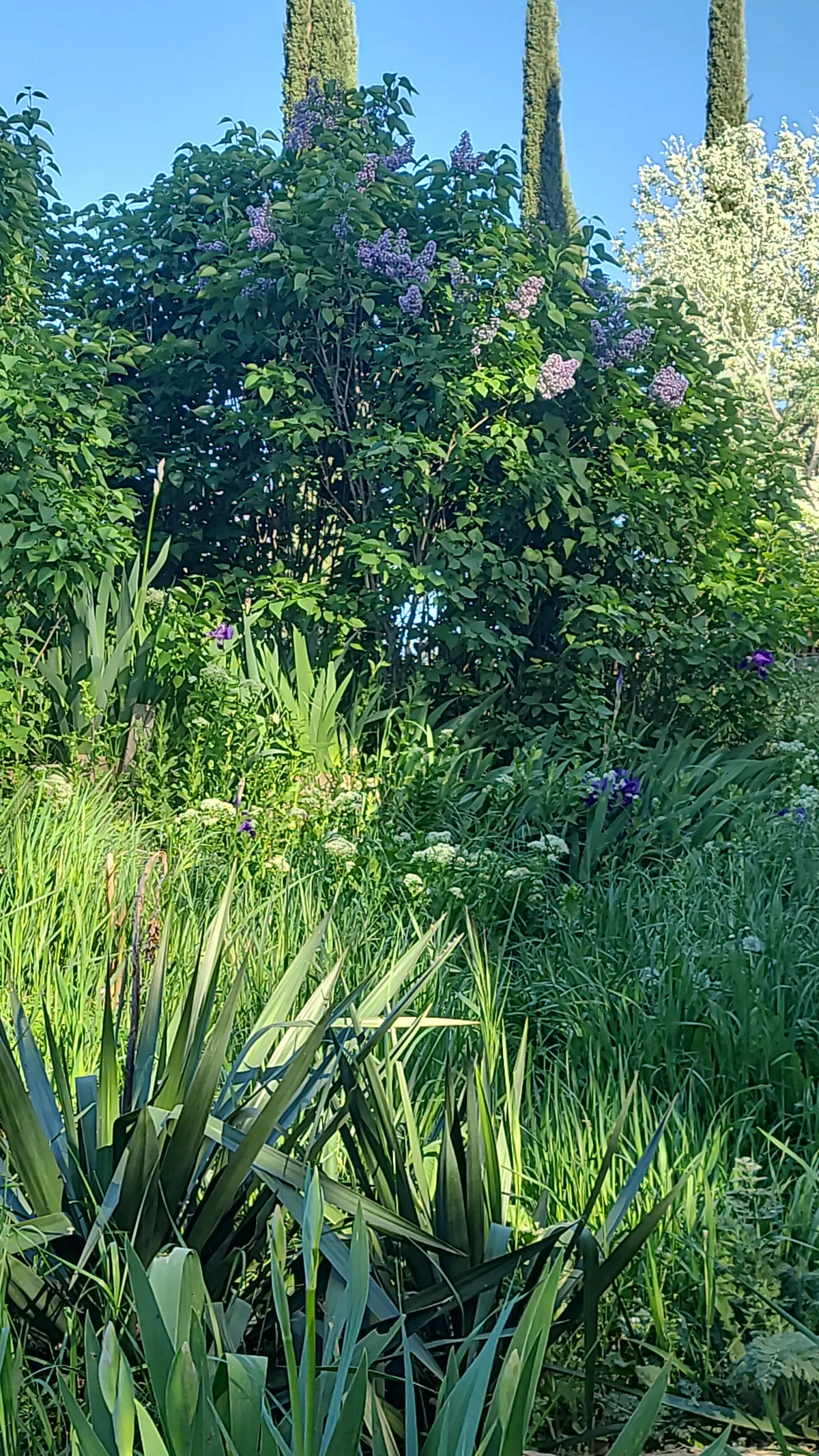 Gîte en Provence, jardin privatif clos, piscine à partager